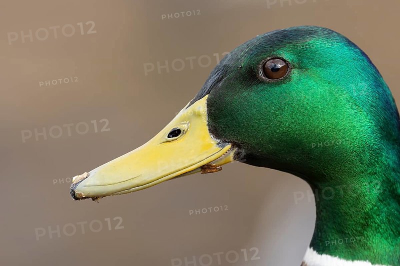 Mallard duck (Anas platyrhynchos) adult male bird head portrait, England, United KIngdom