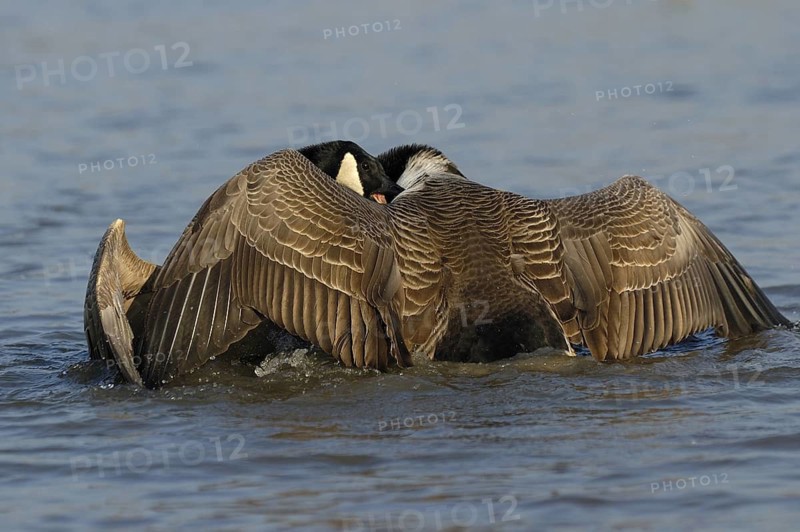 Kanadagans (Branta canadensis) kaempfende Maennchen zur Balzzeit