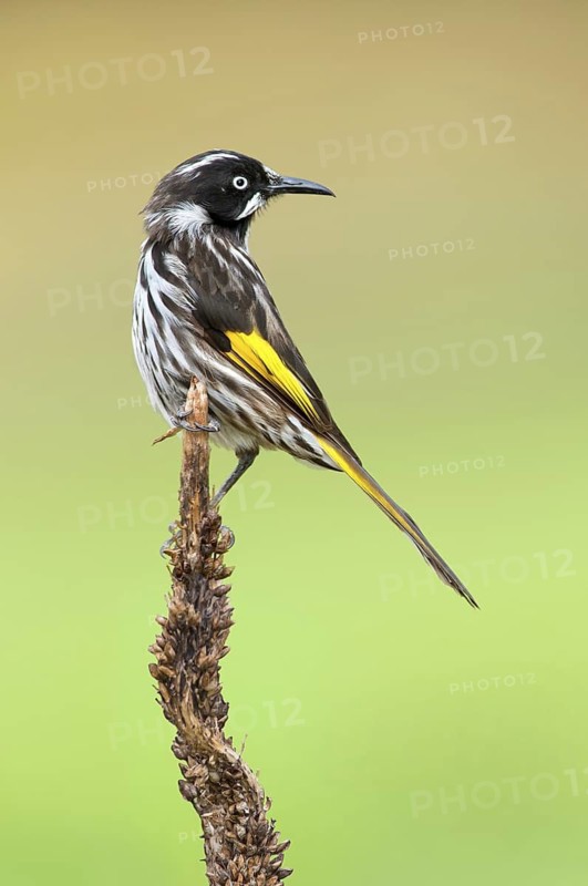 New Holland Honeyeater (Phylidonyris novaehollandiae), Victoria, Australia