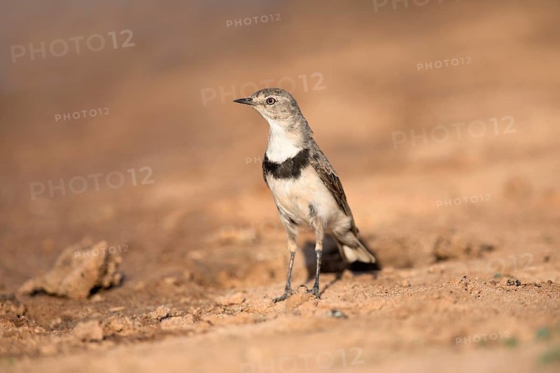 White-fronted Chat (Epthianura albifrons) female perched on the ground, Victoria, Australia