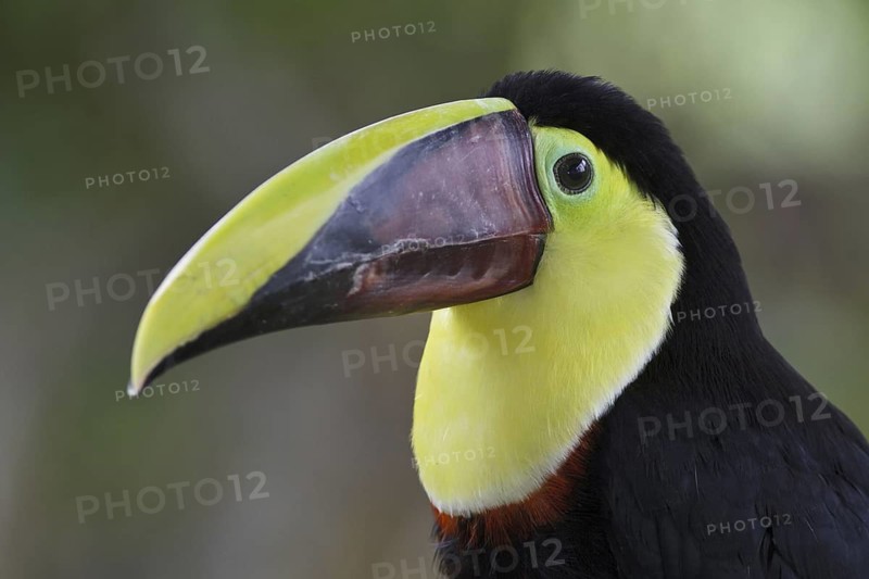 Yellow-throated Toucan (Ramphastos ambiguus swainsonii), Costa Rica
