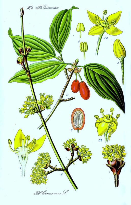 Cornelian cherry (cornus mas), also Herlitze, Dürlitze, Hirlnuss, in Austria also Dirndl, Dirndling, Dirndlstrauch or Gelber Hartriegel, Historic, digitally restored reproduction of a 19th century original