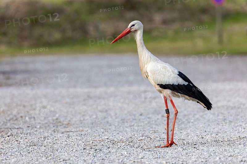 White stork (Ciconia ciconia), standing on a path, Affenberg, Salem, Lake Constance region, Baden-Württemberg, Germany