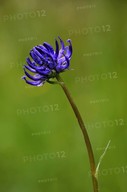 Round-headed rampion (Phyteuma orbiculare), nature photography, UNESCO, biosphere reserve, Lange Rhön, Bavaria, Germany