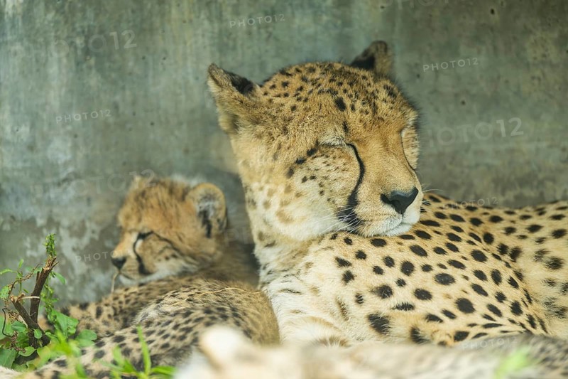Cheetah (Acinonyx jubatus) mother with her youngster, captive, occurrence Africa