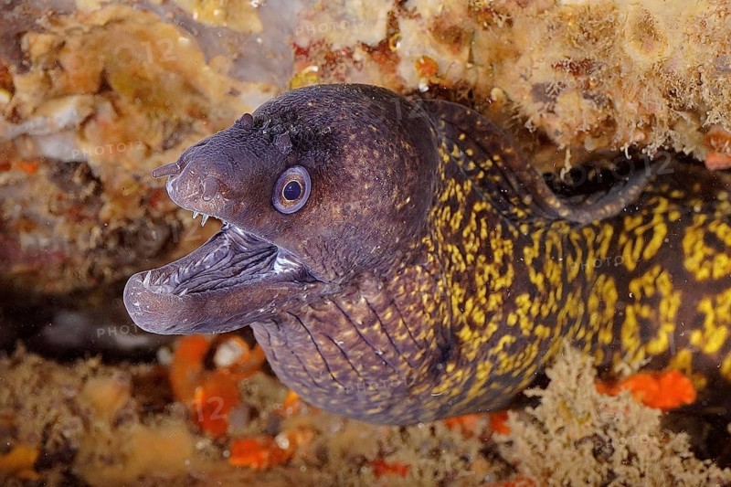 Mediterranean moray eel (Muraena helena)