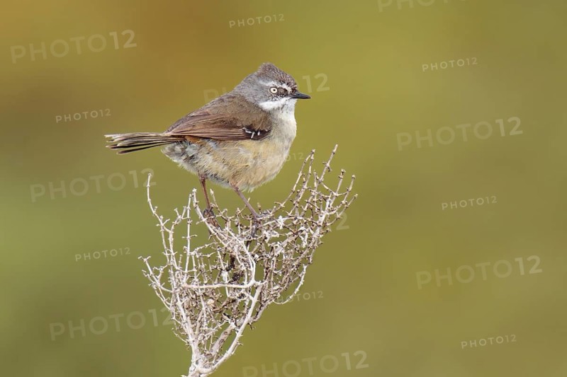 White-browed Scrubwren (Sericornis frontalis), Victoria, Australia