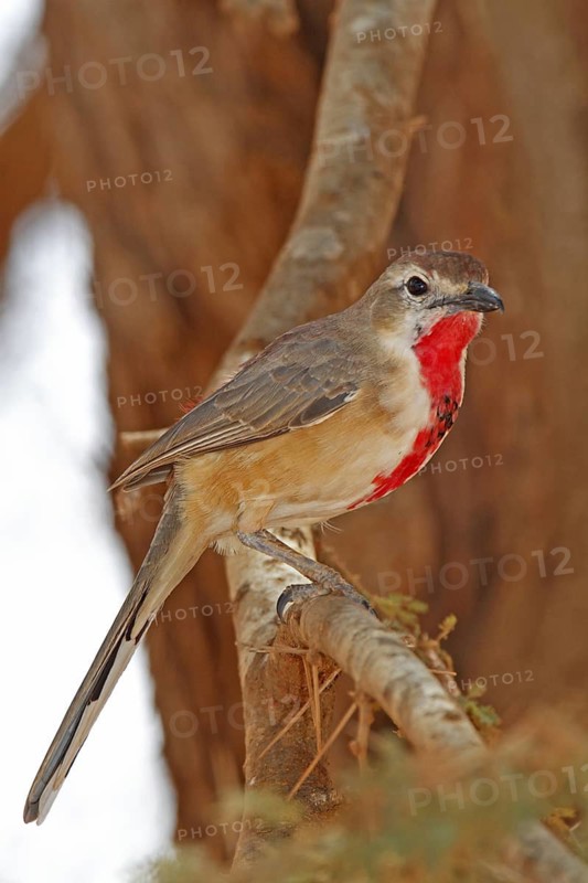 Rosy-patched Bushshrike (Telophorus cruentus), Tsavo West National Park, Kenya