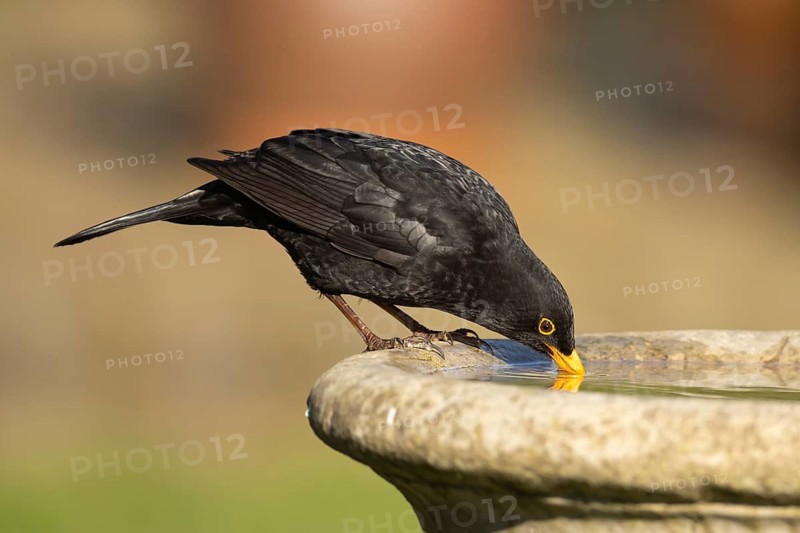 European blackbird (Turdus merula) adult male garden bird drinking water from a bird bath, Suffolk, England, United Kingdom