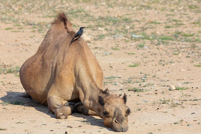 A dromedary, (Camelus dromedarius), resting, Wadi Darbat, Salalah, Dhofar, Oman