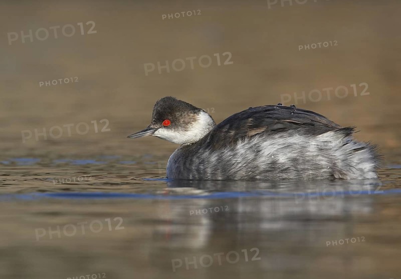 Black-necked Grebe (Podiceps nigricollis), California, USA