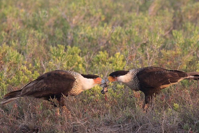 Northern Crested Caracara (Caracara cheriway) pair, Texas, USA