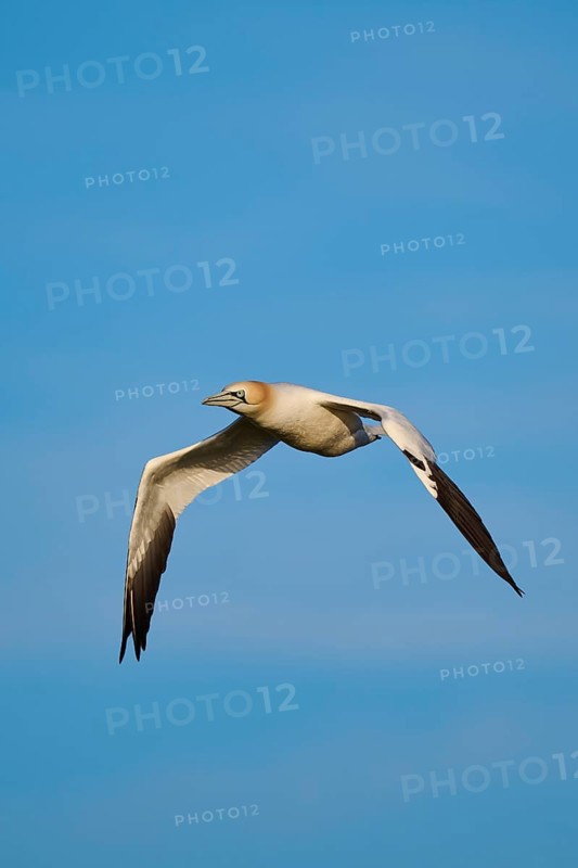 Northern gannet (Morus bassanus) flying in the sky at sunset, wildlife, Helgoland, Germany