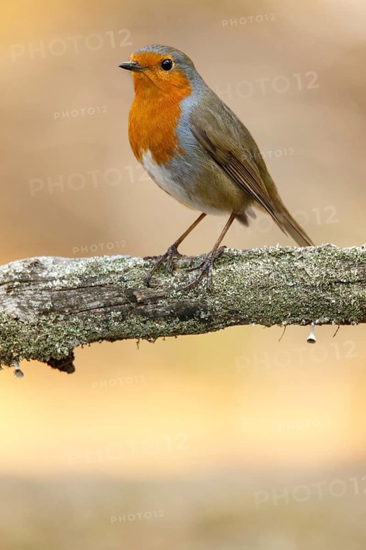 European robin (erithacus rubecula), perched on a branch, Castile and Leon