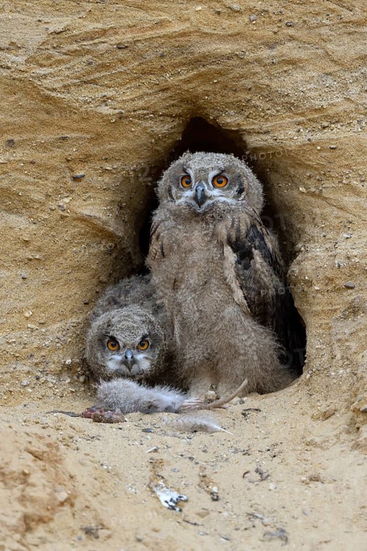Eurasian Eagle-Owl (Bubo bubo) juveniles with food at breeding cavity, North Rhine-Westphalia, Germany