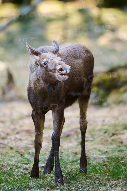 Elk (Alces alces) standing on a meadow on the edge of a forest, Bavaria, Germany