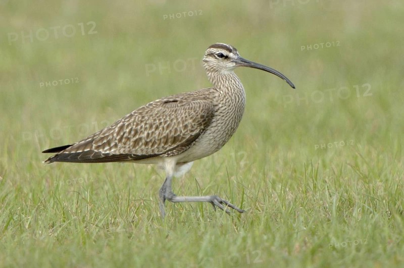 Whimbrel (Numenius phaeopus), Texas, USA