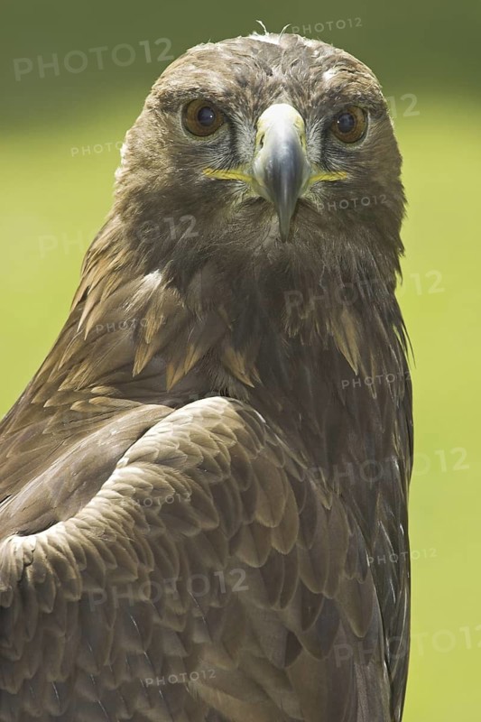 Golden Eagle (Aquila chrysaetos), Alberta, Canada