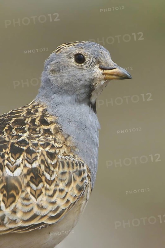 Grey-breasted Seedsnipe (Thinocorus orbignyianus), Marcapomacocha, Peru