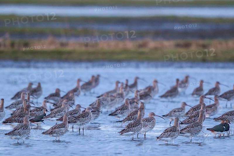 Eurasian Curlew (Numenius arquata) flock resting, Netherlands