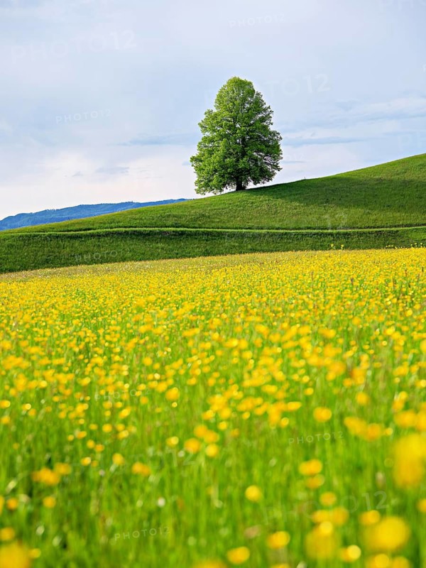 Solitary tree, linden tree (Tilia), on a hill, in front of it a flowering field of buttercups (Ranunculus sp.), Neuheim, Canton Zug, Switzerland