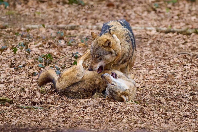 Two wolves interacting on the ground full of leaves, one on his back, the other above him, Wolf (Canis Lupus), Germany