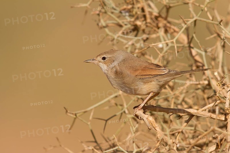 Spectacled Warbler (Sylvia conspicillata) female, Morocco