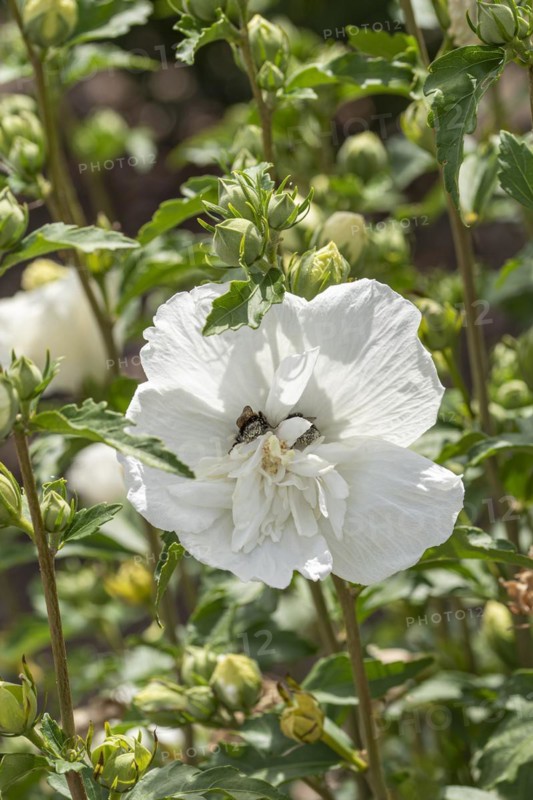 Garden marshmallow (Hibiscus syriacus WHITE CHIFFON), Anchers Havecenter, Ellerhoop-Thiensen, Schleswig-Holstein, Germany