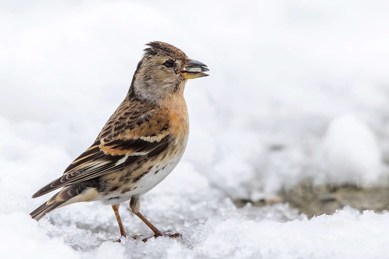 Brambling (Fringilla montifringilla) female perched on snow at feeding place, Mecklenburg-Western Pomerania, Germany