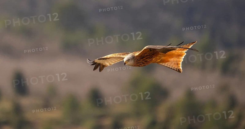 A red kite is captured in mid-flight, its wings spread wide. The bird soars elegantly with a blurred natural background, showcasing its graceful flight and vibrant plumage