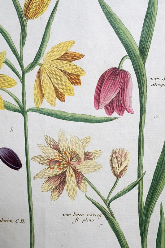Detail, frittilaria flore atro, checkerboard flower, hand-colored mezzotinto copper engraving from Phytanthoza iconographica by Johann Wilhelm Weinmann, executed by Bartholomäus Seutter, Johann Jakob Haid and Johann Elias Ridinger, Regensburg 1734-1745