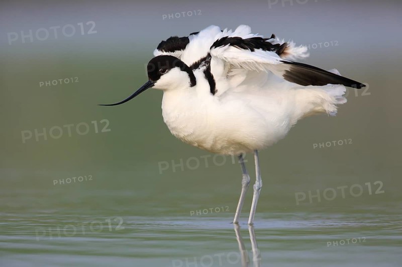 Pied Avocet (Recurvirostra avosetta), Texel, Netherlands
