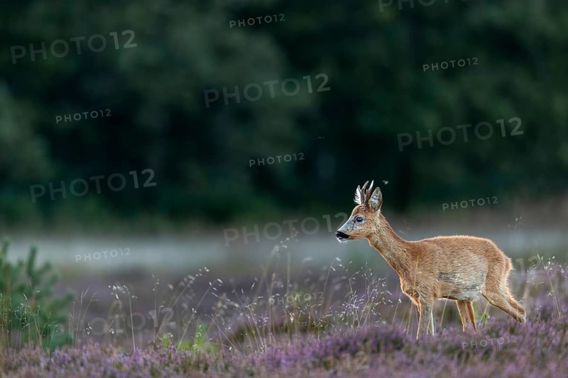 A roebuck (Capreolus capreolus) stands in blooming heath, a year earlier I was able to photograph my first Danish wolf in almost the same place, heath landscape, September, Denmark