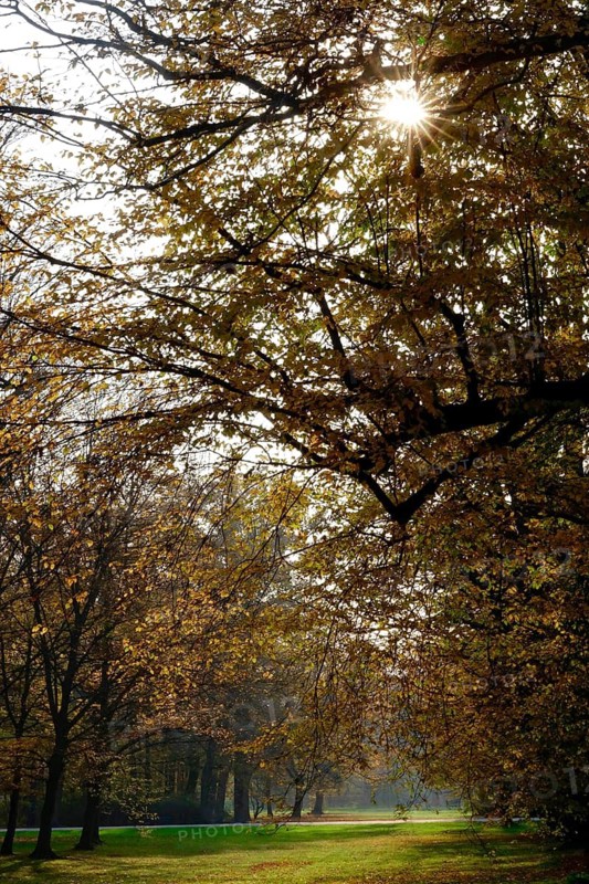 Autumn forest illuminated by the autumn sun, November, Germany