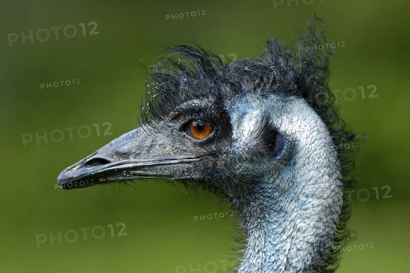 Emu (Dromaius novaehollandiae), Portrait, captive, Zoo/Gehege, NRW, Deutschland