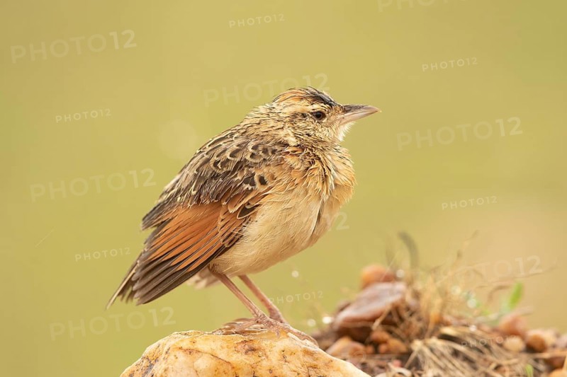 Rufous-naped Lark (Mirafra africana), Masai Mara, Kenya