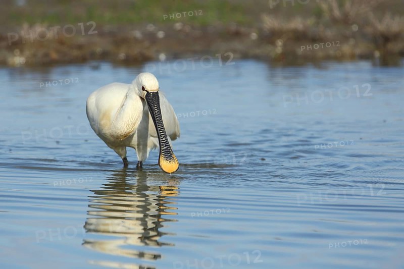 Spoonbill (Platalea leucorodia) foraging in the water, shore, Zandkes, Dijmanshuizen, Texel, North Holland, Netherlands