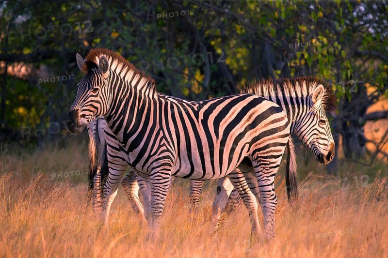 Africa, Botswana, plains zebra, Equus quappa, Botswana