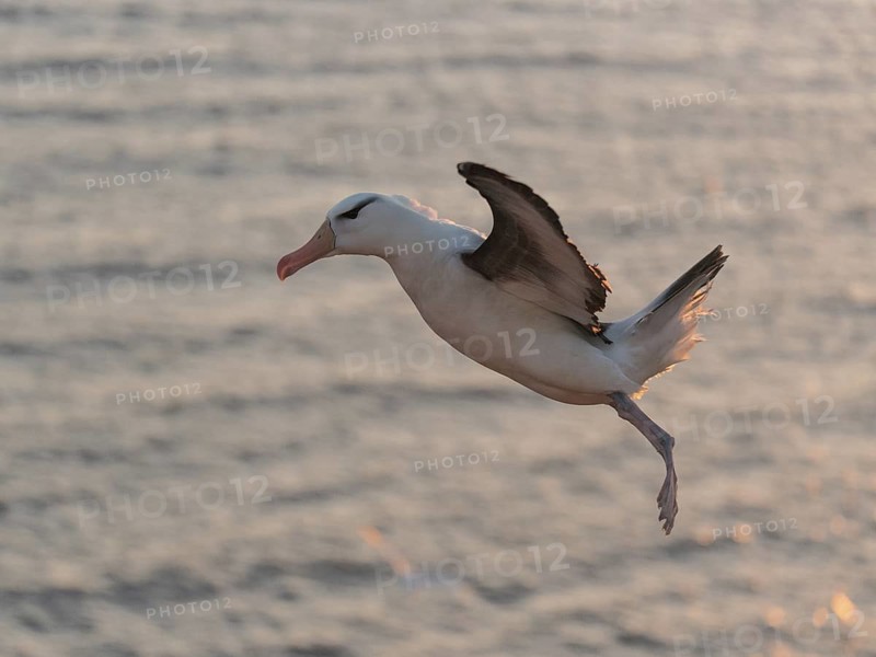 Black-browed Albatross (Thalassarche melanophris) flying, Schleswig-Holstein, Germany