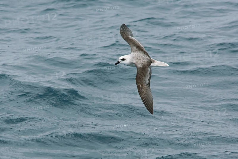 White-headed Petrel (Pterodroma lessonii) flying, Victoria, Australia