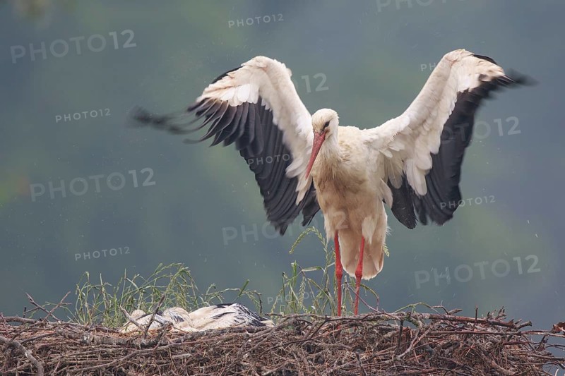 White Stork (Ciconia ciconia) with chicks in nest, North Rhine-Westphalia, Germany