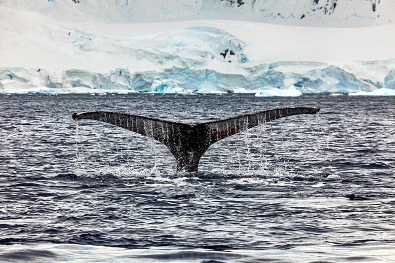 The fin of a whale protrudes from the cold Antarctic water, The fluke of a diving humpback whale in the Antarctic (Megaptera novaeangliae)