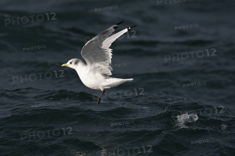 Black-legged Kittiwake (Rissa tridactyla tridactyla) flying, North Sea, Germany