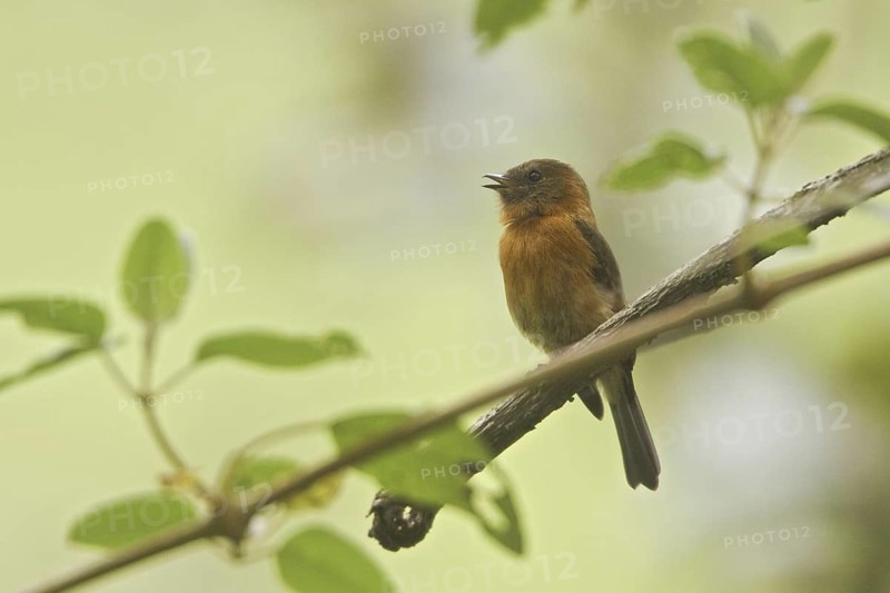 Cinnamon Flycatcher (Pyrrhomyias cinnamomeus), Ecuador
