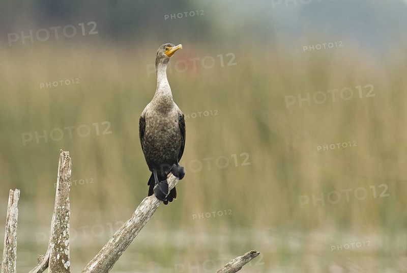 Double-crested Cormorant (Phalacrocorax auritus), Florida, USA