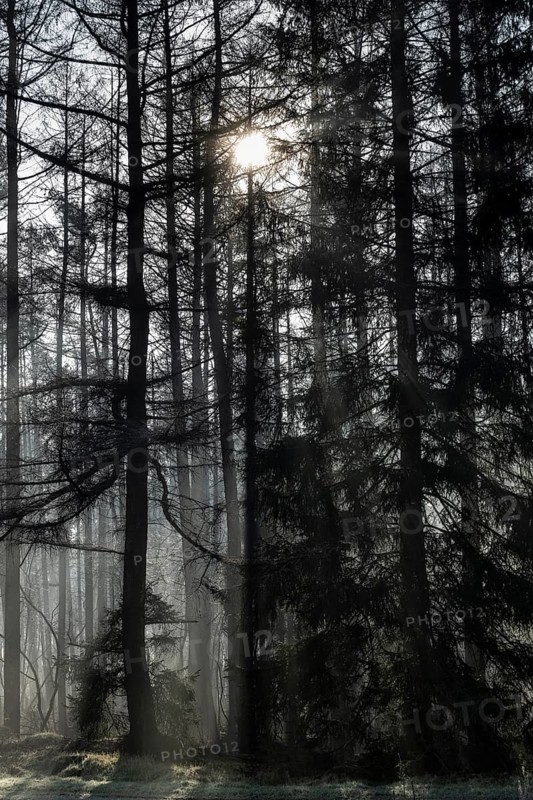 Fog in the coniferous forest, Emsland, Lower Saxony, Germany