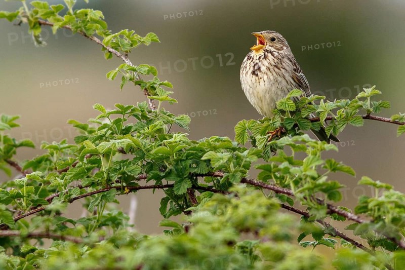 Corn Bunting (Emberiza calandra), perched on a branch, Galicia, Spain