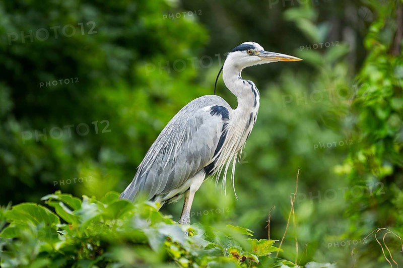 Grey heron (Ardea cinerea) standing in the bushes, Bavaria, Germany