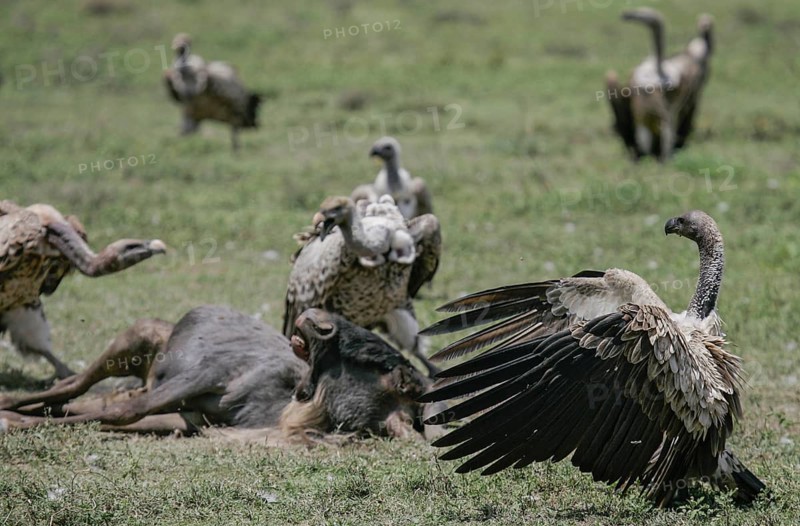 White-backed vulture (Gyps africanus) adult bird standing with outstretched wings together with several barred vultures (Gyps rueppellii) at the carcass of a blue wildebeest (Connochaetes taurinus), Serengeti National Park, Tanzania