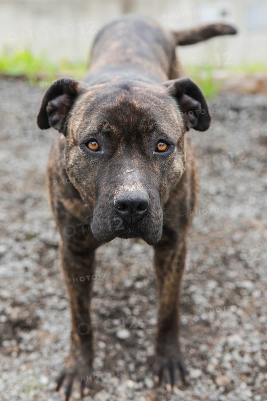 A brindle-coated dog stands on gravel, fixating its attentive gaze forward. The earthy tones of its fur blend seamlessly with the grey stones, creating a harmonious rural scene